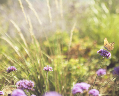 Memoscape_Giardino in Val d'Orcia_ Farfalla e verbena
