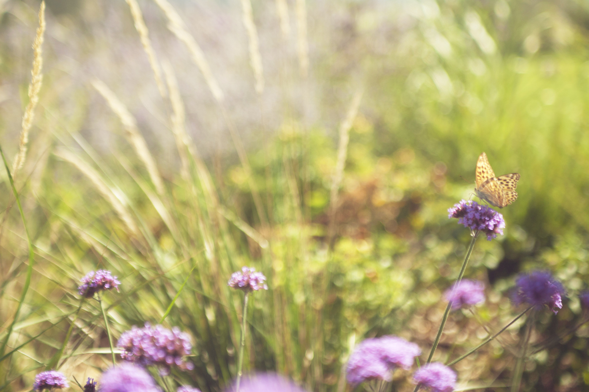 Memoscape_Giardino in Val d'Orcia_ Farfalla e verbena