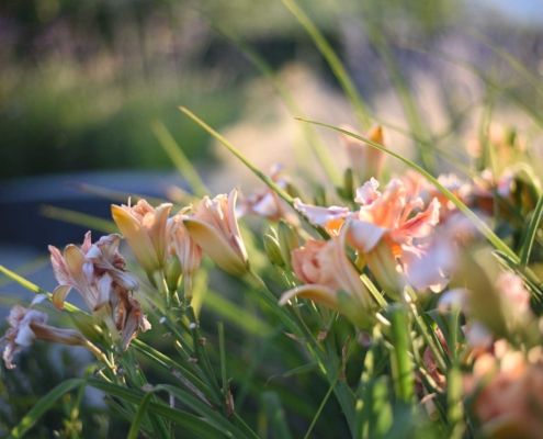 Memoscape_Giardino-dei-fiori_Flower Garden03