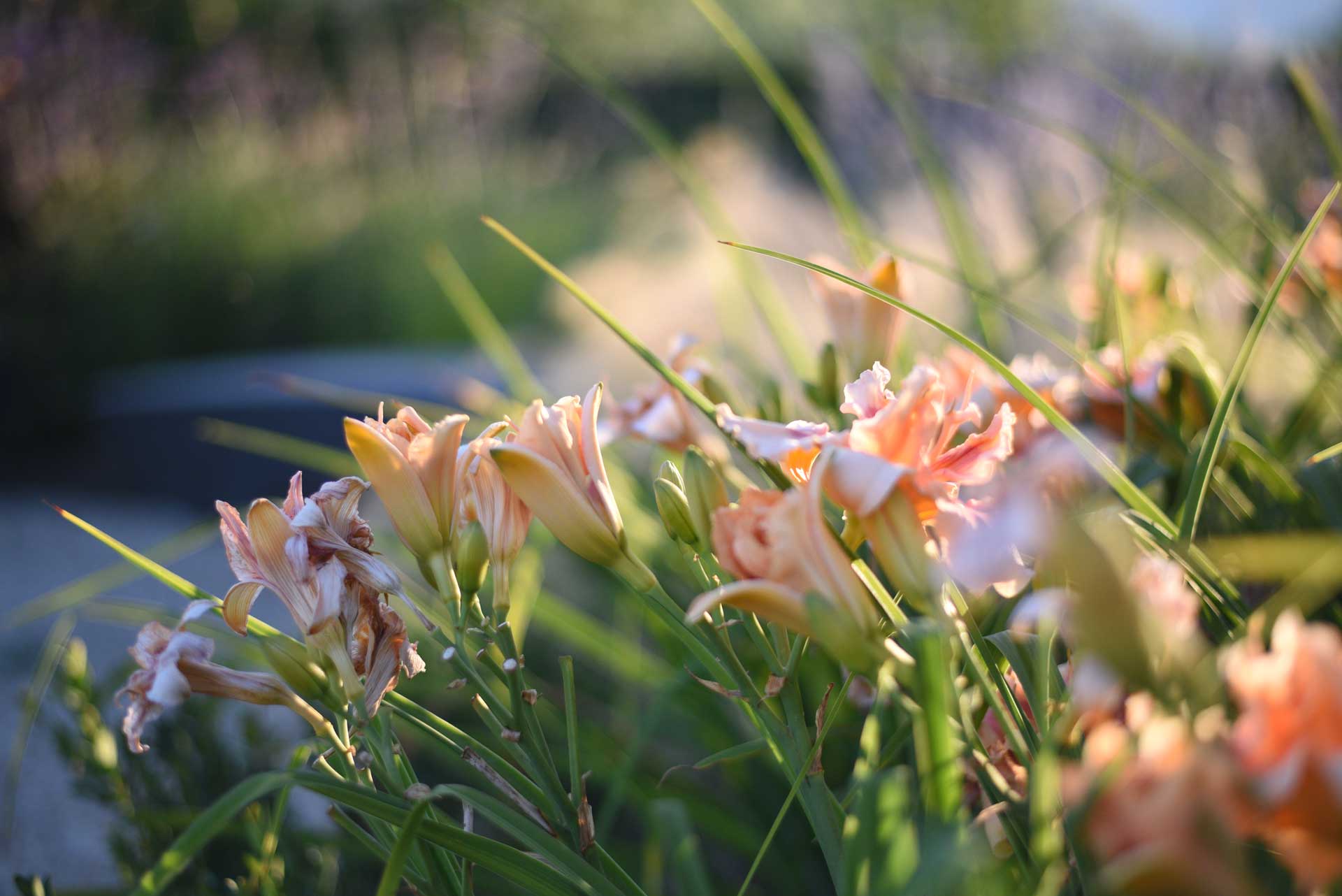 Memoscape_Giardino-dei-fiori_Flower Garden03