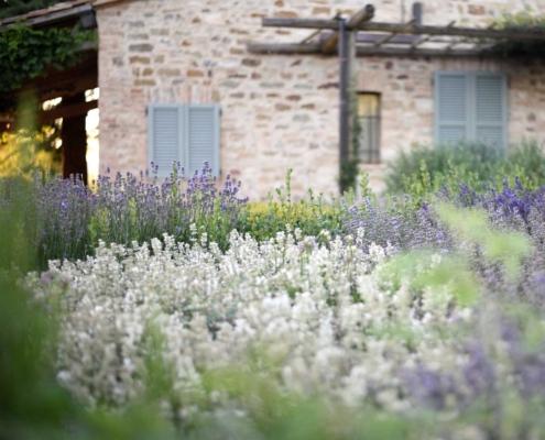 Memoscape_Giardino-dei-fiori_Lavender-Garden01