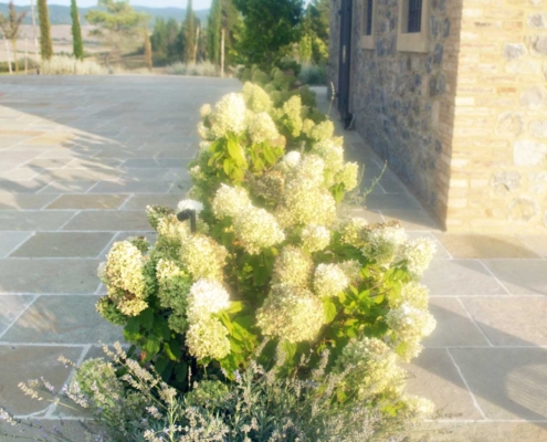 Memoscape_Giardino in Val d'Orcia_ Ortensie e lavande