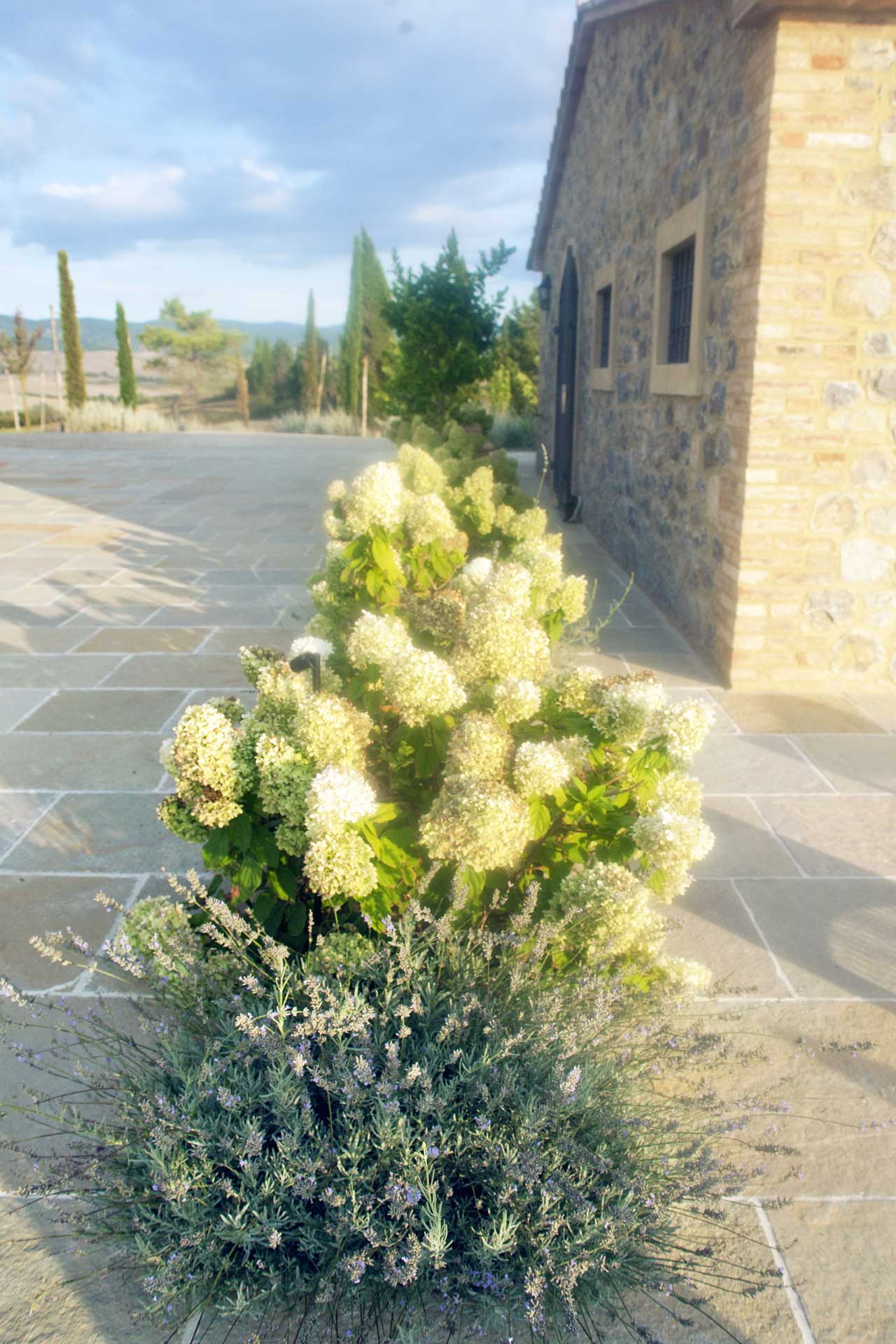 Memoscape_Giardino in Val d'Orcia_ Ortensie e lavande