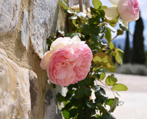 Memoscape_Giardino in Val d'Orcia_Rosa climber