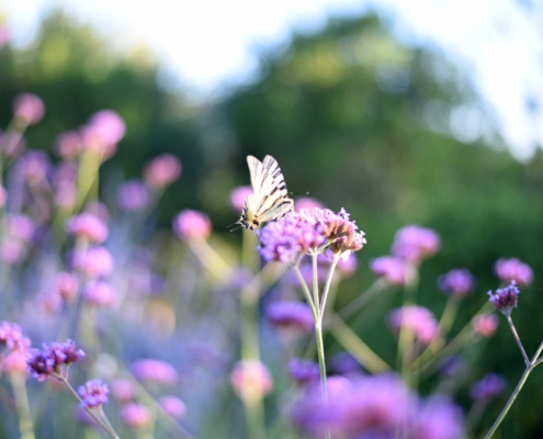 Memoscape_Giardino-dei-fiori_Wave-Garden02