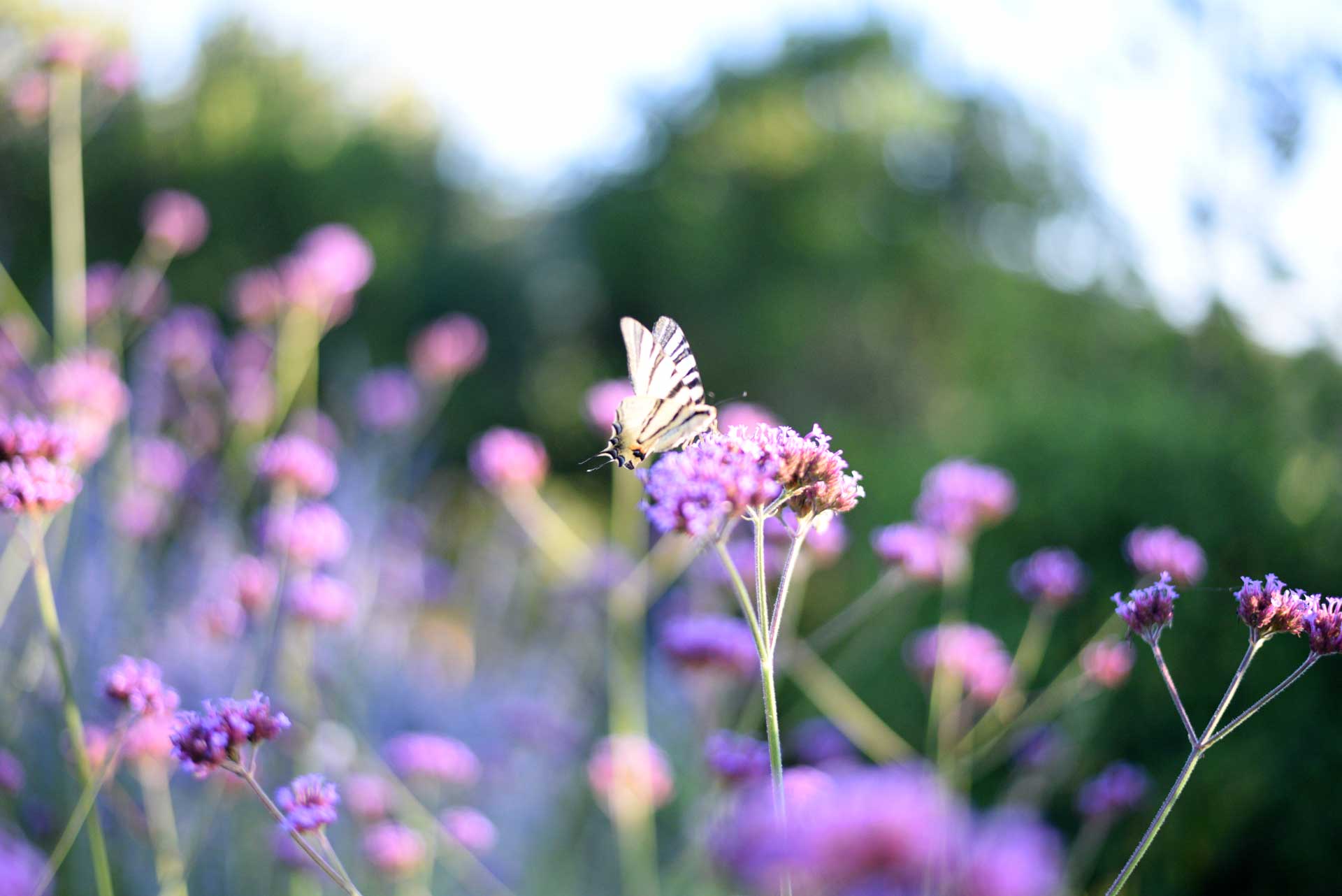 Memoscape_Giardino-dei-fiori_Wave-Garden02
