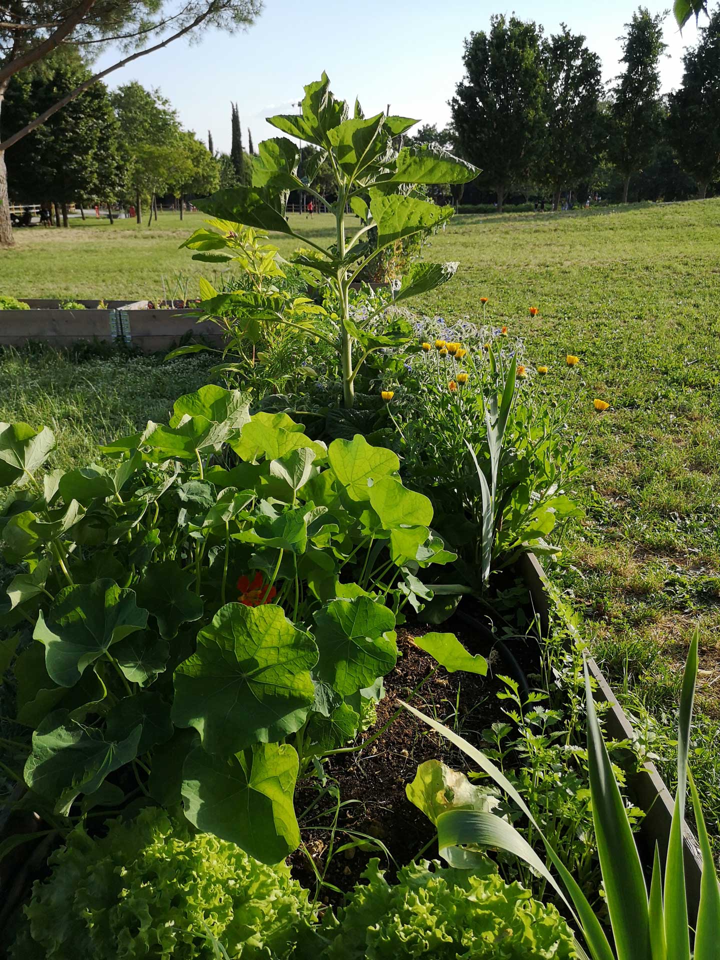 Memoscape landscape design_Le-Cure-dell-Horto_07