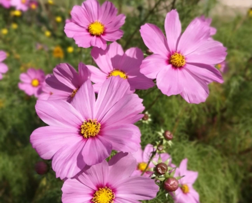 Memoscape landscape design_Le-Cure-dell-Horto_012