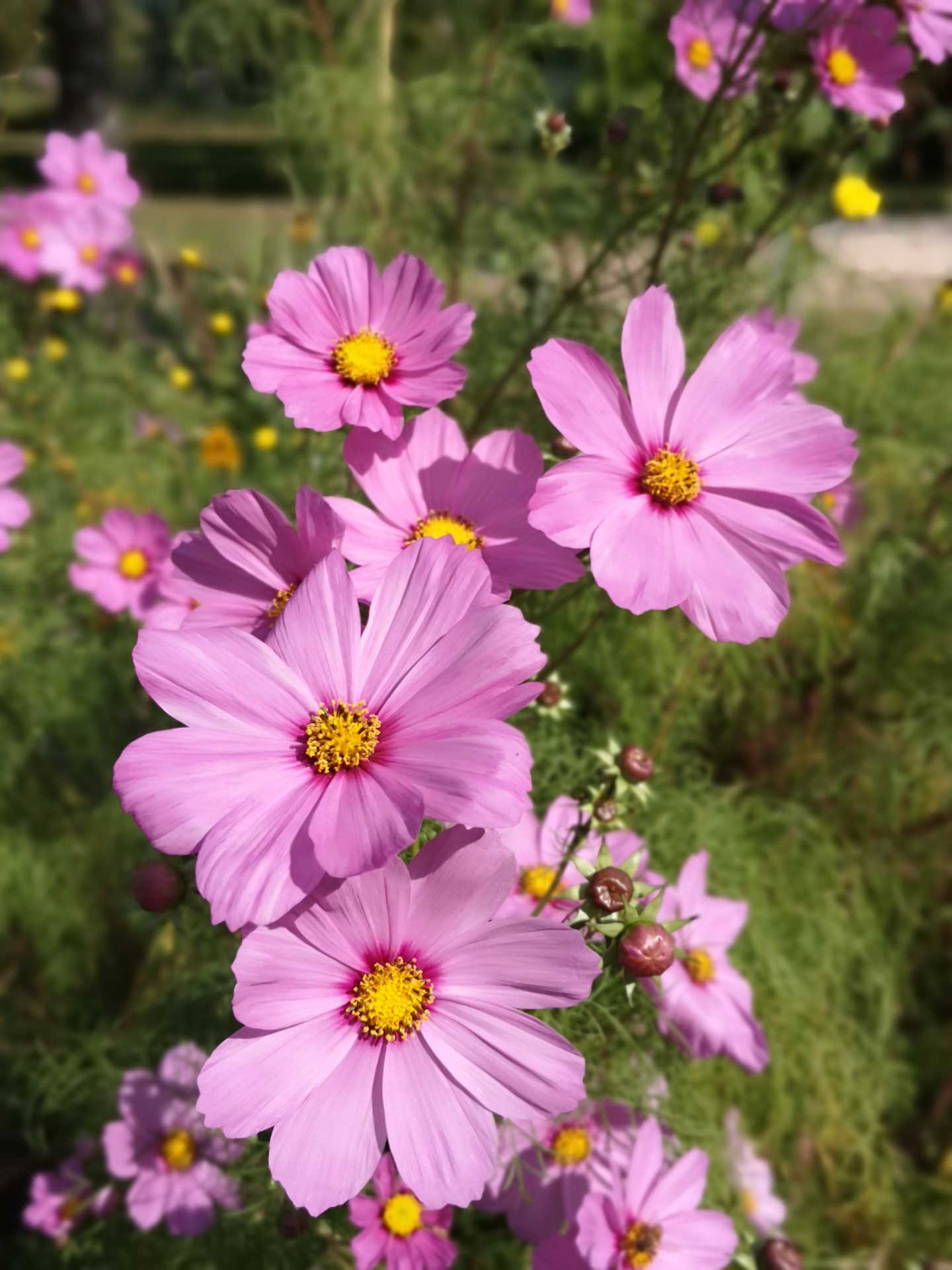 Memoscape landscape design_Le-Cure-dell-Horto_012